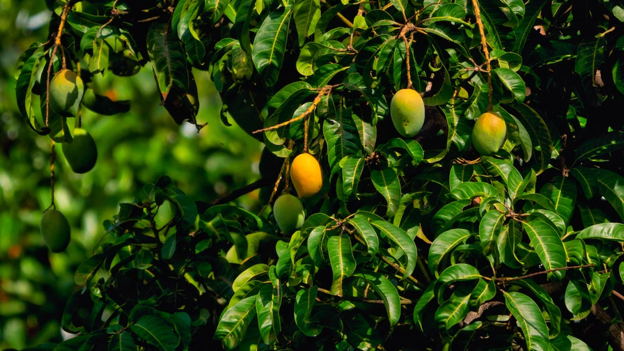 How Does African Mango Relieve Pain Uncover the Tropical Truth